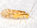 Chilenocaecilius ornatipennis